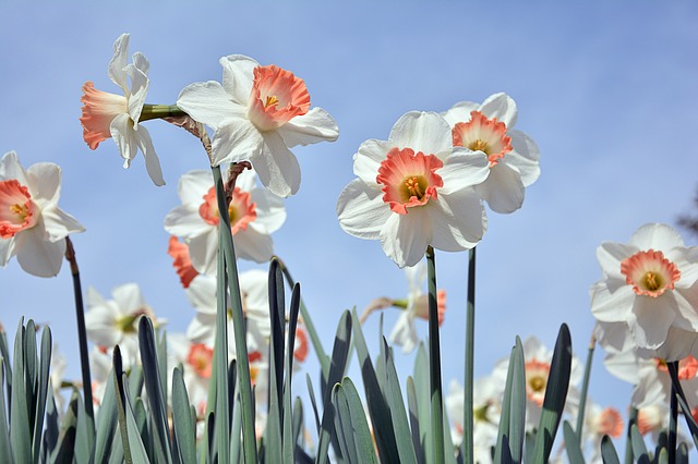 Daffodils Cultivating Connections